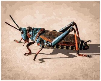 Numermoalowanie Classic 40x50 Konik polny, iPicasso