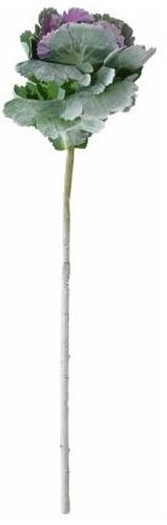 Kapusta ozdobna, Arpex