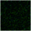 Filc 40 x 30 cm zielony butelkowy, D-A-S