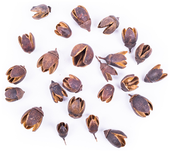 Susz egzotyczny bakuli , 50 g, Dp Craft