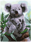 Numeromalowanie Classic 30x40 Koala, iPicasso