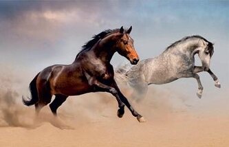 Podkład na biurko z nadrukiem Konie, Panta Plast