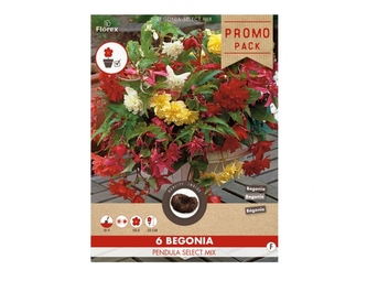 Směs PROMO Begónie převislé 6ks