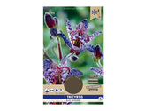 Tricyrtis BLUE WONDER 1ks