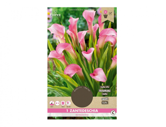 Kala REHMANII PINK 1ks