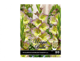 Gladiola velkokvětá MOONLIGHT SHADOW 10ks