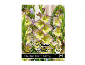 Gladiola velkokvětá MOONLIGHT SHADOW 10ks