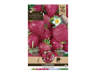 Jahodník CHERRYBERRY 2ks