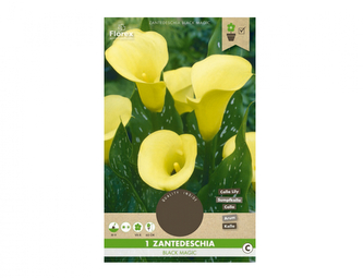 Kala BLACK MAGIC 1ks