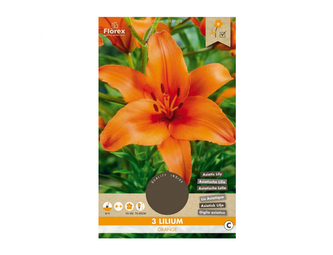Lilie, asijské hybridy ORANGE 3ks