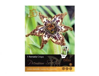 Ferraria Crispa 1ks
