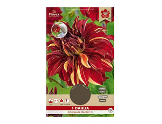 Jiřinka dekorační vysoká BOHEMIAN SPARTACUS 1ks