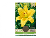 Lilie, asijské hybridy YELLOW 3ks
