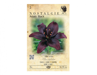 Lilie, asijské hybridy ASIATIC BLACK 1ks