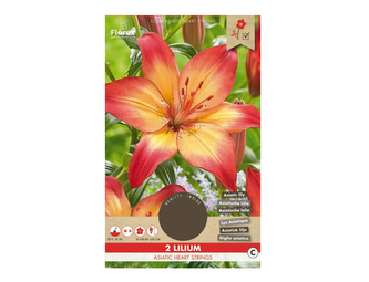 Lilie, asijské hybridy HEART STRINGS 2ks
