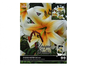 Lilie, orientální hybridy MISTER CAS 3ks