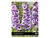 Gladiola velkokvětá VISTA 10ks