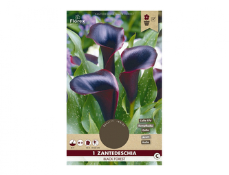 Kala BLACK FOREST 1ks
