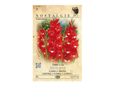 Gladiola velkokvětá TRADERHORN 8ks