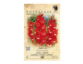 Gladiola velkokvětá TRADERHORN 8ks