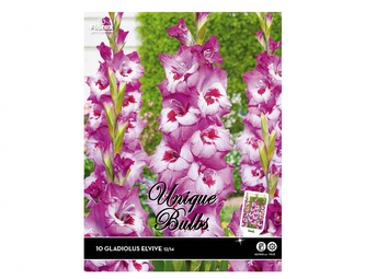 Gladiola velkokvětá ELVIVE 10ks