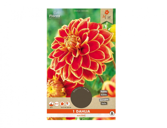 Jiřinka dekorační vysoká MAXIME 1ks