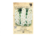 Gladiola velkokvětá WHITE PROSPERITY 7ks