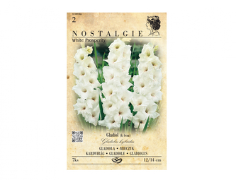 Gladiola velkokvětá WHITE PROSPERITY 7ks