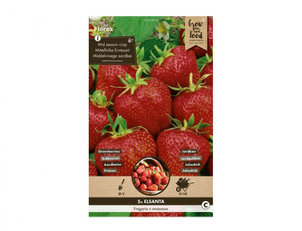 Jahodník ELSANTA 5ks