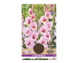 Gladiola velkokvětá ZAMORA 6ks