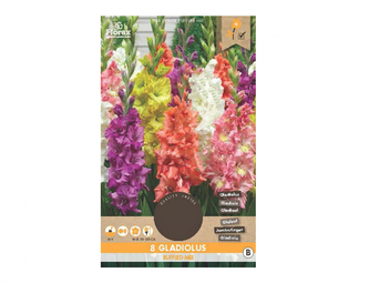 Gladiola velkokvětá RUFFLED, směs 8ks