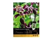 Tricyrtis Raspberry Mousse 1ks