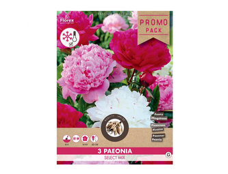Směs PROMO Pivoňky 3ks