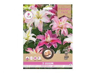 Směs PROMO Lilie, orientální hybridy PASO DOBLE 3ks