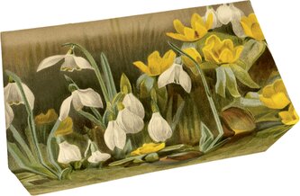 Dárkové mýdlo Winter Aconite & Snowdrops 200 g