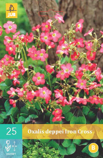 Karta - Šťavel čtyřlistý (Oxalis) - IRON CROSS (25 cibulí) "A"