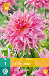 Karta - Jiřina OMEGA (1 hlíza) "C"