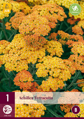 Karta - Řebříček ACHILLEA TERRACOTTA (1 hlíza) "B"