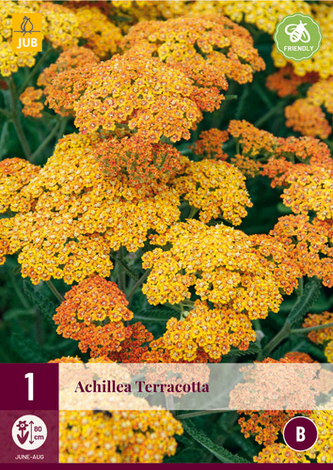 Karta - Řebříček ACHILLEA TERRACOTTA (1 hlíza) "B"