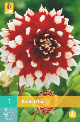 Karta - Jiřina DUET (1 hlíza) "B"