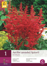 Karta - Astilbe ARENDSII SPINELL (1 cibule) "B"