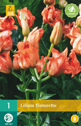 Karta - Lilie TINTORETTO (1 cibule) "B"