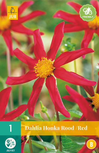 Karta - Jiřina HONKA ROOD / RED  (1 hlíza) "B"