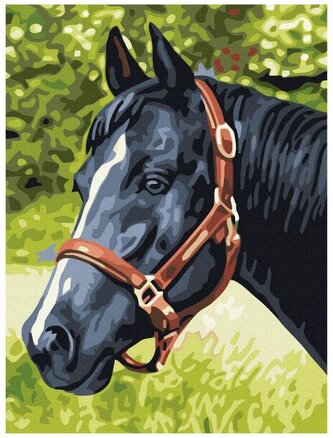 Numermoalowanie Classic 30x40 Kary Koń, iPicasso