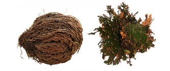 Lucky Reptile "Rose of Jericho" 50 g Lucky Reptile "Rose of Jericho" 50 g