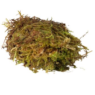 HabiStat Sphagnum Moss 1kg HabiStat Sphagnum Moss 1kg
