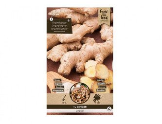 Zázvor 1ks