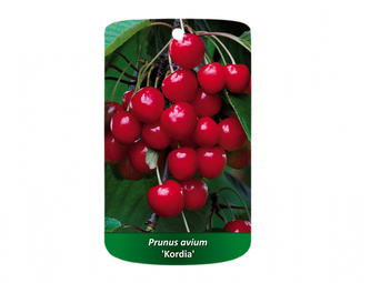 Třešeň KORDIA I.jakost