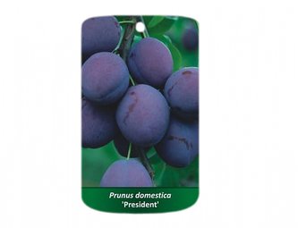 Švestka AMERS OR PRESIDENT I.jakost