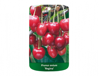 Třešeň REGINA I.jakost